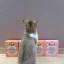 선덴탈 | [공지] 고양이덴탈껌 와이어츄 후기｜전선 씹는 습관이 사라진 놀라운 변화!