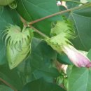 목화세탁소 이미지