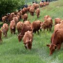 한우사육축사 이미지