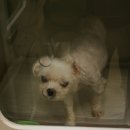 쿨펫이마트 목동점 동물병원 이미지