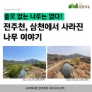 [2023.03.25] 쓸모없는 나무는 없다! 전주천과 삼천, 사라진 나무 이야기 이미지