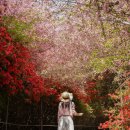 강진-46 | 전남 강진 가볼만한곳 남미륵사 서부해당화 철쭉 겹벚꽃