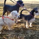 강아지 친구 이미지