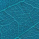 도그마미 이미지