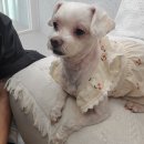 댕그루멍 이미지