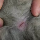 덕산동물의료센터 이미지