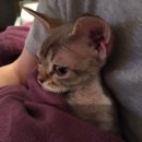 그루밍 루니 이미지