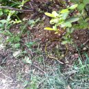 뽑아부러 이미지