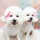 슈멍드아 이미지