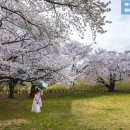 (축제) "벌써 벚꽃축제?"... 3월에 열리는 국내 벚꽃 축제 여행지는 어디? 이미지