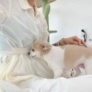 꽃단장하시개 이미지