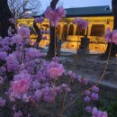 [난 지금] 덕수궁 벚꽃과 밤마실 이미지
