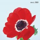 에이프릴플라워 이미지