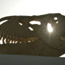 알로사우루스 이미지