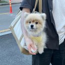 부천애견동반식당, 펫룸까지 완벽한 레오스토랑 솔직 후기