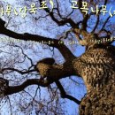 고목나무 이미지