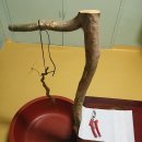 사니조아 이미지