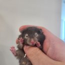 로던트클럽 이미지