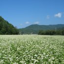 봉평메밀밭 이미지