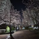 실시간 양산 벚꽃 이미지
