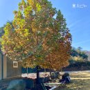 한솔이네 한옥 이미지