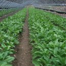 산마늘펜션 이미지