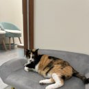 냥블레스유 이미지