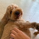 수지애견 이미지