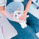 빛나옹 이미지