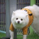 제일애견 | 우리 아이 첫 애견호텔, 제일 중요한 건 “편안함”이더라고요