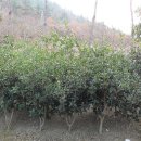 제일농원 이미지