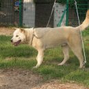 용이랑 백호랑 이미지