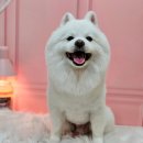 부산애견미용 이미지