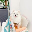 WITH DEW(윗듀) | [대구애견동반카페] 대구 <윗 듀> 방문 후기 ๑'ٮ'๑