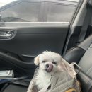 제주바개트 이미지