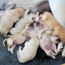 아기강아지 이미지