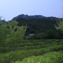 반야다원 이미지