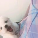 소사랑동물병원 네이버블로그