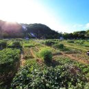 일대농장 이미지