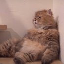 예나이비인후과의원 | 면역자 라고 생각했는데 코로나 걸리기 (토요일 코로나 신속항원검사 가능 병원 두리이비인후과 미금역)