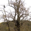 의령 세간리 은행나무 이미지