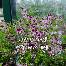 엔젤아이스 Daum카페