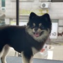 그루밍 하니 이미지