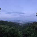 아카시아 이미지