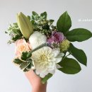 여름식물 인테리어 이미지