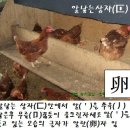 먹방한자(2021년 3월 8일) 닭계(鷄), 알란(卵) 이미지