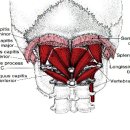 후두하근(suboccipital) 이미지