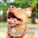 더핏불 | 무섭지만 내편이면 좋아 핏불테리어 입양 가이드