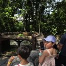 (주)판다 | 말레이시아 국립동물원 (네가라 동물원) 방문기 – 판다 없는 줄 알았으면 안 갔을지도...