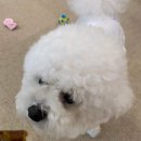 요미와 친구들 | 송도 애견유치원 요미와 친구들에 강아지 보내는 후기